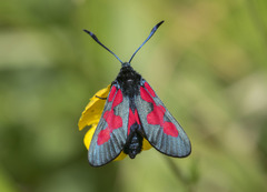 Zygaena trifolii