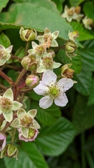 Rubus adenotrichos