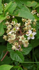 Rubus adenotrichos