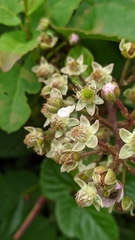 Rubus adenotrichos