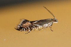 Glyphipterix simpliciella