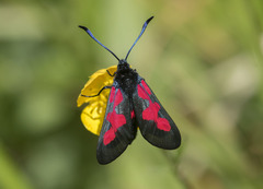 Zygaena trifolii