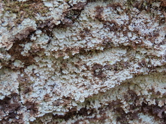 Lepraria cryophila