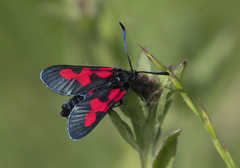Zygaena trifolii