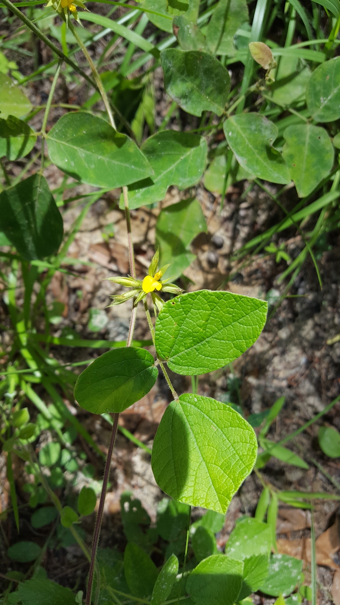 Rhynchosia difformis