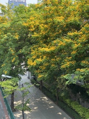 Senna surattensis