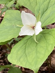 Trillium simile