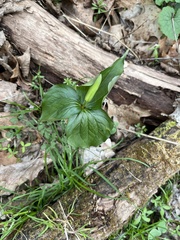 Trillium grandiflorum