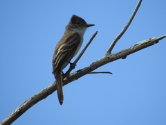 Myiarchus stolidus