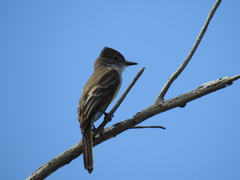 Myiarchus stolidus