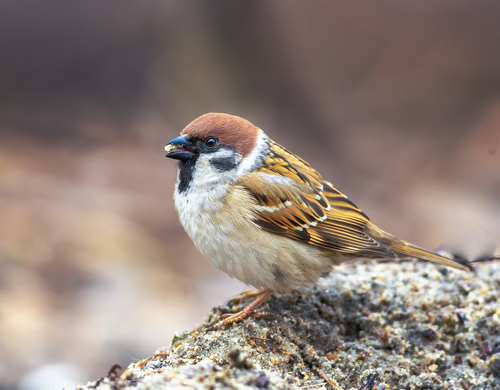 Gorrión molinero (Passer montanus)