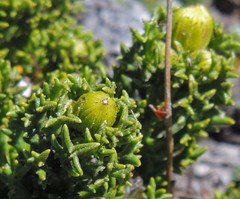 Senecio tricuspidatus