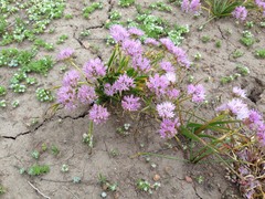 Allium lemmonii