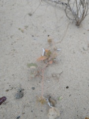 Euphorbia vizcainensis