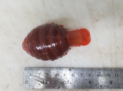 Anuropus panteni