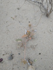 Euphorbia vizcainensis