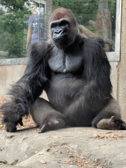 Gorilla gorilla