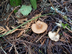 Rhizocybe