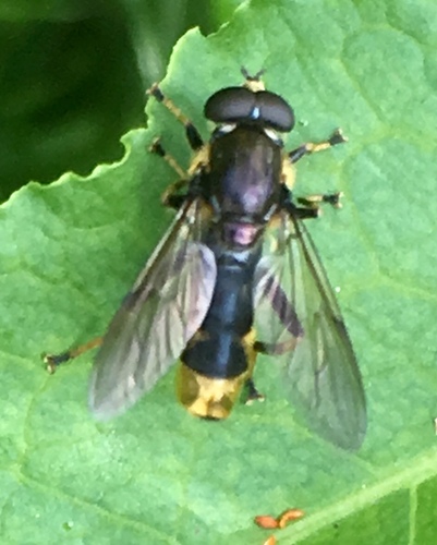 Golden-tailed Leafwalker