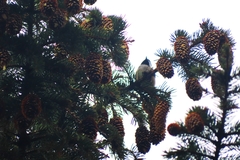 Poecile atricapillus