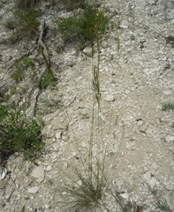 Festuca rupicola