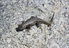 Sceloporus graciosus gracilis