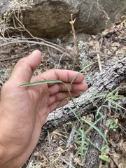 Hesperidanthus linearifolius