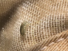 Hyalella