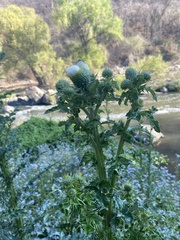 Cirsium rhaphilepis