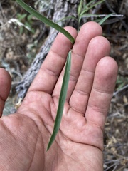 Hesperidanthus linearifolius