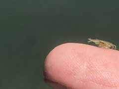Hyalella