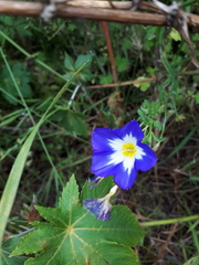 Convolvulus tricolor