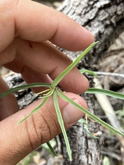 Hesperidanthus linearifolius