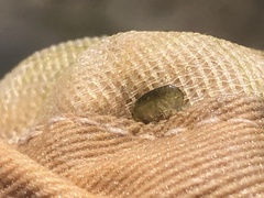 Hyalella