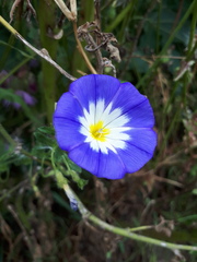 Convolvulus tricolor