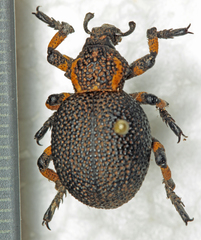 Brachycerus congestus