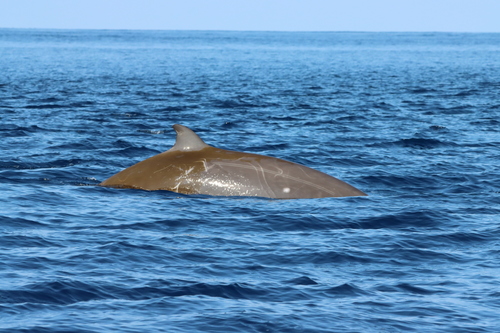 Cuvier's Beaked Whale