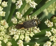 Closterotomus trivialis