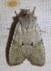 Lithophane patefacta