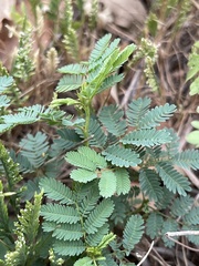 Desmanthus leptolobus