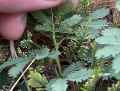 Desmanthus leptolobus