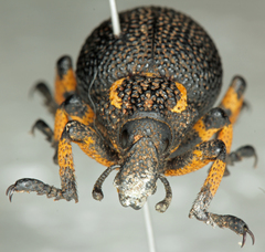 Brachycerus congestus