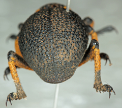 Brachycerus congestus