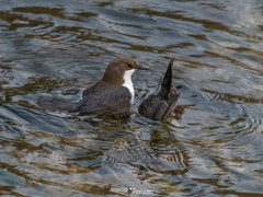 Cinclus cinclus aquaticus