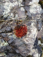 Imbribryum alpinum