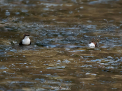 Cinclus cinclus aquaticus