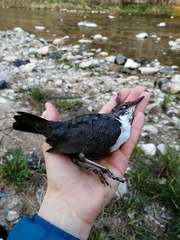 Cinclus cinclus aquaticus