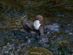 Cinclus cinclus aquaticus