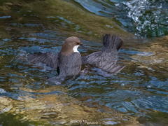 Cinclus cinclus aquaticus