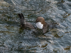 Cinclus cinclus aquaticus